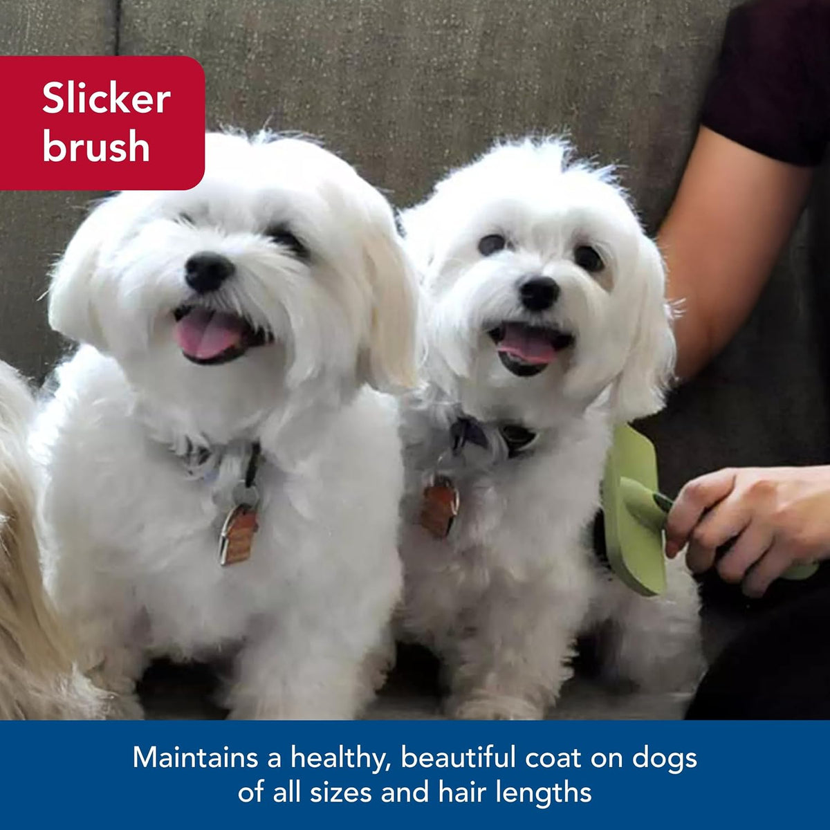 Coastal Pet Safari Curved Firm Slicker Brush - For Dog Grooming and Detangling All Hair Types - 6.5" x 3.06"
